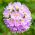 鼓槌报春花种子 - 报春花denticulata  -  600种子 - Penicula denticulata - 種子
