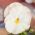 Семе белог дива Панси - Виола к виттроцкиана - 400 семена - Viola x wittrockiana 