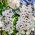 公主树种子 - 泡桐 - Paulownia tomentosa - 種子