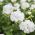 Pélargoniums - blanc - 10 graines - Pelargonium l'Hér.