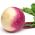 순무 "드 낸시"- 핑크 - 화이트 - 2500 종자 - Brassica rapa subsp. Rapa - 씨앗