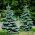 Modra smreka, Kolorado Modra semena smreke - Picea pungens glauca - 22 semen - Picea pungens f. glauca