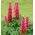 Lupine The Pages seeds - Lupinus polyphyllus - 90 seeds