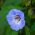 Shoo-Fly-Plant, Apple of Peru seeds - Nicandra physalodes - 360 seeds