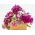 Saldžiosios William sėklos - Dianthus barbatus - 900 sėklų