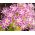 Drummond's Phlox Twinkle Star seeds - Phlox drummonda cuspidata nana - 500 seeds