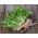 Koncové (zmiešané) semená - Cichorium endivia - 300 semien