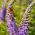 Vārpu veronika - Sightseeing - 1000 sēklas - Veronica spicata