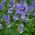 Сходи Джекоба змішані - Polemonium coerulea - 200 насіння - Polemonium caeruleum