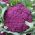 콜리 플라워 디 시칠리아 Violetto seeds - Brassica oleracea convar. botrytis var. 보 트리 티스 - 54 종 - Brassica oleracea L. var.botrytis L. - 씨앗