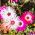Magic Carpet Semillas mezcladas - Mesembryanthemum criniflorum - 1600 semillas - Doroteantus bellidiformis