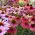 دانه های مخلوط Coneflower - اکیناسه - 200 دانه - Echinacea purpurea