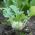 White Kohlrabi Delikates seed  -  Brassica oleraceae var。 gongylodes  -  520粒种子 - Brassica oleracea var. Gongylodes L. - 種子