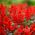 Salvia escarlata - variada - 84 semillas - Salvia splendens