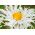 Crazy Daisy, Snowdrift seeds - Chrysanthemum maximum fl.pl - 160 seeds
