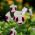 Каталина Пинк Торения, Треугольник Семена цветов - Торения фурье - Torenia fournieri - семена