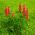 Lupin My Castle sementes - Lupinus polyphyllus - 90 sementes