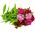 Γλυκοί σπόροι William - Dianthus barbatus - 900 σπόροι
