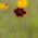 Graines de Coréopsis des Teinturiers - Coreopsis tinctoria - 1000 graines