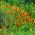 Studentenblume-rote Edelsteinsamen - Tagetes tenuifolia - 390 Samen