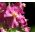Biji Mullein Ungu - Verbascum phoeniceum - 800 biji