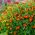 메리 골드 레드 젬 씨앗 - Tagetes tenuifolia - 390 씨앗