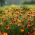 Marigold Kırmızı Gem tohumları - Tagetes tenuifolia - 390 tohum