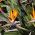 Rojaus paukščių-gėlių sėklos - Strelitzia reginae - 10 sėklų