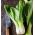 Chinese Cabbage Pak Choi seeds - Brassica chinensis - 500 seeds