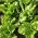 ルートチコリの種 -  Cichorium intybus  -  3600個の種子 - シーズ