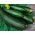 Hạt Zucchini Soraya - Cucurbita pepo - 20 hạt