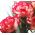 Raspberry Ripple Semena nageljnov - Dianthus caryophyllus - 110 semen