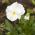 Võõrasema - Mont Blanc - valge - 400 seemned - Viola x wittrockiana