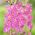 자주색 뮬 레인 씨앗 - Verbascum phoeniceum - 800 종자