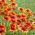 Biji Blanketflower yang umum - Gaillardia aristata - 300 biji