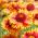 Sementes Blanketflower comuns - Gaillardia aristata - 300 sementes