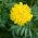 Marigold Fantastic seeds - Tagetes erecta - 90 seeds