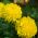 Marigold Fantastic seeds - Tagetes erecta - 90 biji