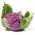 Květák di Sicilia Violetto semena - Brassica oleracea convar. botrytis var. botrytis - 54 semen - Brassica oleracea L. var.botrytis L.