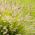Dekoratyvinės metinės žolės sėklų mišinys - 200 sėklų -  - sėklos