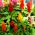 זרעי קוקוס מעורבבים - Celosia argentea plumosa - 800 זרעים