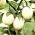 חצילים 'ביצה הזהב' זרעים - Solanum melongena - 25 זרעים
