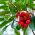 Bibit Pohon Strawberry - Arbutus unedo - biji