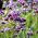 Висока върбинка, семена от пъплетлоп Вербена - Verbena bonariensis - 500 семена - Verbena patagonica