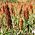 Black Millet seeds - Sorghum nigrum - 60 seeds