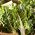 Burokėliai lapiniai - Lukullus - žalias - 225 sėklos - Beta vulgaris var. cicla.