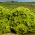 Зелена салата Лолло Бионда семена - Лацтуца сатива - 1200 семена - Lactuca Sativa L. var. capitata 