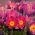 Biji bunga Pasque Merah - Anemone pulsatilla - 38 biji - benih