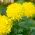 Marigold Fantastické semená - Tagetes erecta - 90 semien