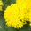 Marigold Fantastická semena - Tagetes erecta - 90 semen